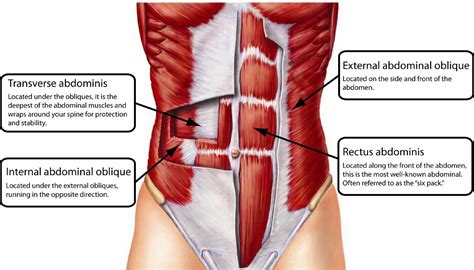 The interactive muscle anatomy diagram shown below outlines the major superficial (i.e. The 14 Best Ab Exercises for a Rock Solid Core | Yuri Elkaim