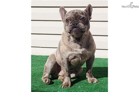 If we go on a trip or hiking they join us and are not left at home alone. Logan: French Bulldog puppy for sale near Colorado Springs ...