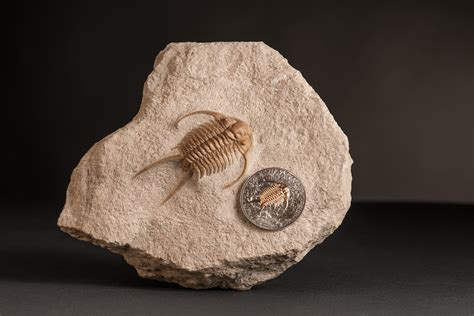 Evolution of Life: Trilobite, Mongolia, 2016, 1oz, .999 - SilverCoinStory