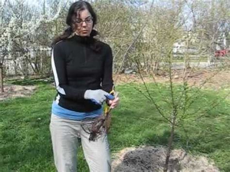 Cut it back to around 30 inches to help reestablish the. Fruit Trees 101: What is a Whip? - YouTube