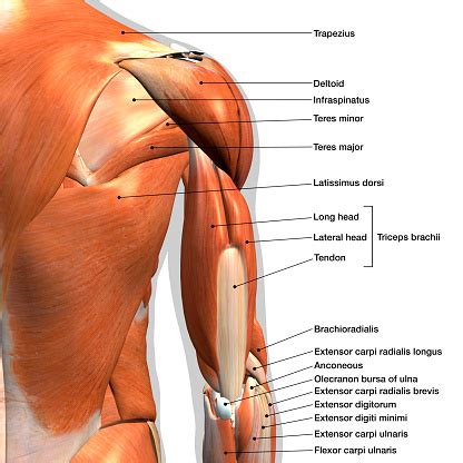 Some of the links in the post above are affiliate links.. Labeled Anatomy Chart Of Male Triceps And Back Muscles On ...