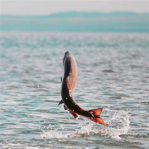 First we should check the reason of hair fall after that should go for any remedy.first it may be genetic issue. Wild salmon facing toxic punch from stormwater runoff ...