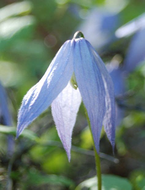 We did not find results for: Clematis occidentalis; Ranunculaceae | Clematis, Blues ...