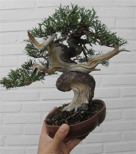 Open to the public 7 days a week. Shohin juniper