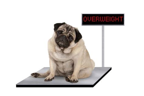 We want to see photos of your pets! National Pet Obesity Awareness Day USA 2020 - National ...