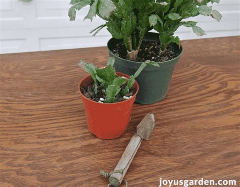 Each root will have a green. How To Propagate Christmas Cactus By Stem Cuttings