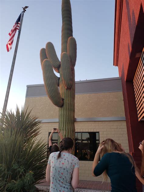 Cacti favour a dry environment and won't need to be watered often. Carnegie's gigantea or Saguro zone 9. This is the cactus ...