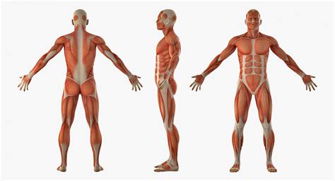 The body is the middle portion. 3D Anatomy Male Muscular System model | 3D Molier ...