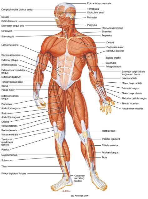 When the muscle contracts, the attachment points are pulled closer together; Pin on human anatomy study