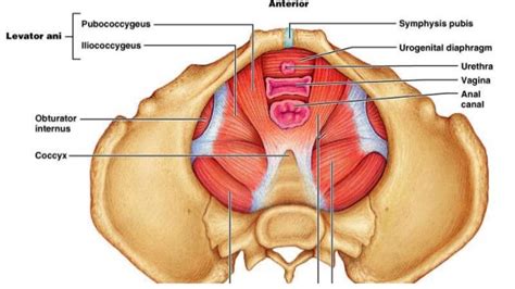 (2) the levator ani and the coccygeus, which together form the pelvic diaphragm and are associated with the pelvic viscera. Anatomy Muscles Pelvis : Muscles Of The Pelvic Region ...