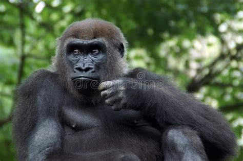 Lowland tapir l the confrontation l suriname. Female Western Lowland Gorilla Stock Image - Image of ...