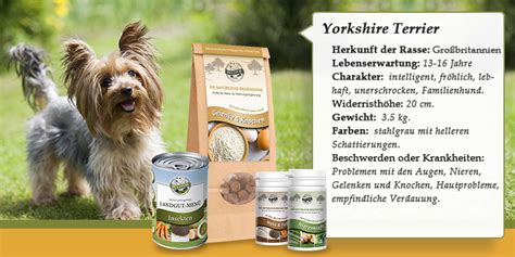 Warum hat der yorkshire terrier diese lebenserwartung? Yorkshire Terrier