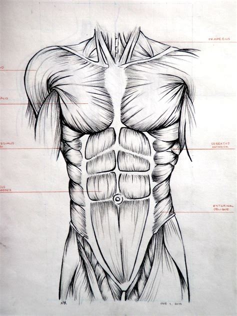 Muscle anatomy body anatomy anatomy art anatomy drawing human anatomy anatomy organs heart anatomy figure drawing reference art male torso anatomy #torso #anatomy & anatomie des männlichen rumpfes & anatomie du torse masculin & anatomía del torso masculino. Resultado de imagen de musculo pectoral dibujo artistico ...