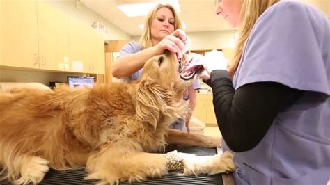 Pet wellness clinics is now offering a new diagnostic platform to detect intestinal parasites more rapidly in pets. Welcome to College Park Pet Wellness Clinic - YouTube