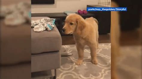 Golden retriever puppies make excellent family pets and we have a wide selection of puppies for you. VIDEO: Bay Area golden retriever gives owner 'puppy eyes ...