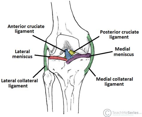 The coracohumeral, glenohumeral ligaments and the tendons of the supraspinatus and subscapularis muscles all serve to support and strengthen. The Knee Joint - Articulations - Movements - Injuries ...