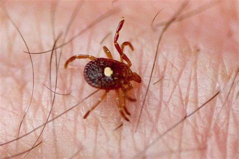 Lone star ticks are an aggressive tick and require a firm and regular pest control plan in order to prevent disease, bites and other nasty. Commercial Pest Control Pros Serving Allentown, Souderton ...