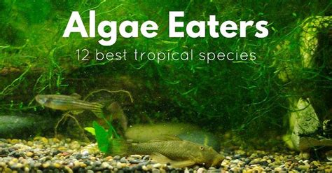 The filter should be able to clear the water of its. 12 Best Tropical Algae Eaters That Will Truly Clean Your ...