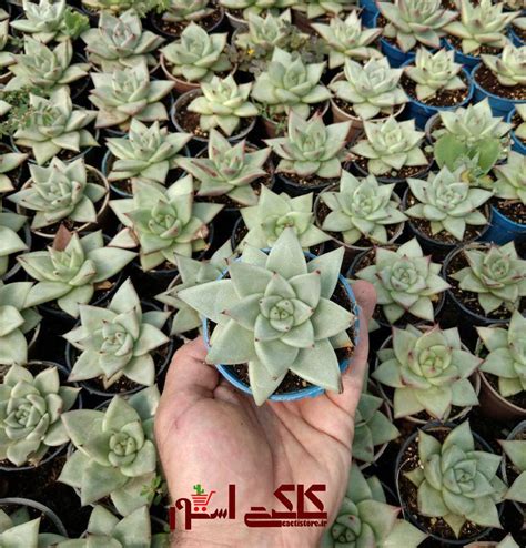 The plants fleshy leaves are bright red mostly glossy. ساکولنت اچوریا آگاویدس |Echeveria agavoides romeo red ...