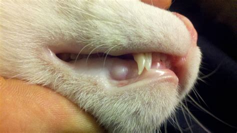 It turns out that those baby teeth act as placeholders, creating space in the jaw for future, permanent teeth. My kitten has TWO touching canine teeth on one side of his ...