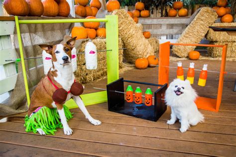 They need to run around, fetch some tennis balls. DIY Treat Dispenser Game for Pets with Laura Nativo | Home & Family | Hallmark Channel