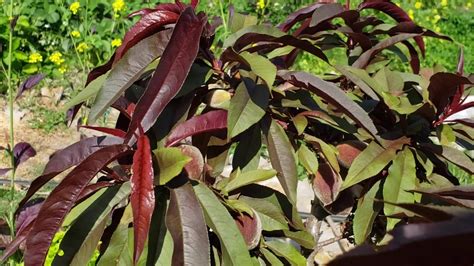 You can't miss this tree when its branches are loaded with fragrant pink blossoms that shout, hello, spring! after the flowers fade, large burgundy leaves appear that make an even bigger impact. Bonfire Patio Dwarf Peach Tree Fruiting in a Permaculture ...