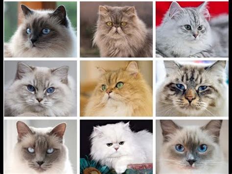 Their retractable claws are incredibly useful, allowing them to maintain their balance, catch their prey, and protect themselves from threats. All Cat Breeds In the World(A to Z)| CAT BREEDS ( A - Z ...