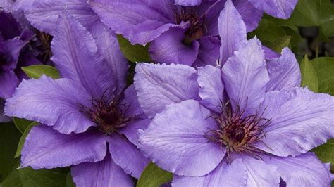 Maybe you would like to learn more about one of these? Short and Sweet: 5 Ways to Use Compact Clematis | Clematis ...