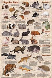 Pin On Animals