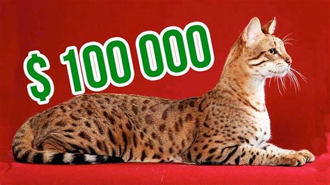 THE MOST EXPENSIVE CAT BREEDS In The World - YouTube