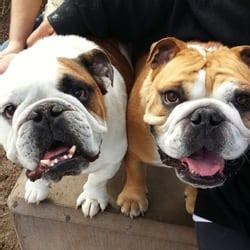 Health, temperament and structure is our top priorities! Almost Home Bulldog Rescue - Animal Shelters - Phoenix, AZ ...