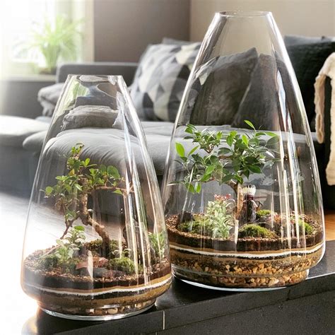 The early summer is the best time to carry out defoliation on ficus. Mini-ecosysteem met Ficus bonsai - Cone-60 - Terrarium ...