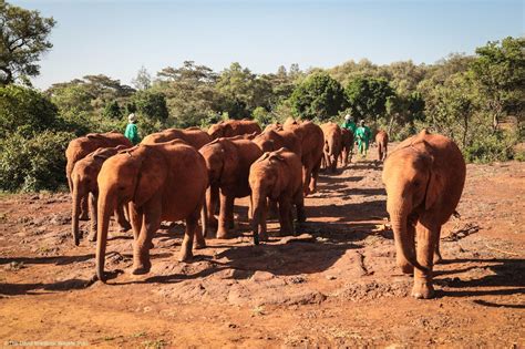 The 'steppes to the west' has ten furry. Pin by Suzanne Karikomi on DSWT | Dswt, Elephant, Animals