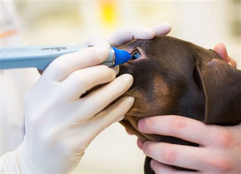 Dieser druck ist deswegen gefährlich, weil es den optischen nerv des auges beschädigen kann. Leistungen-Tierklinik Hutter/Interne Medizin/Augenheilkunde