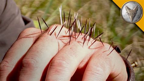 Get a handful of dirt or sand, then rub them where the needles are. YIKES! Quilled by a Porcupine! - YouTube