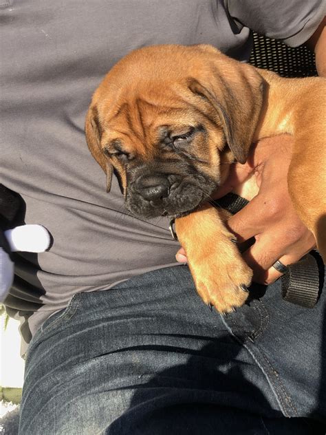 Our dogs are our pets, and so are their puppies. Bullmastiff Puppies For Sale | Ventura, CA #303844