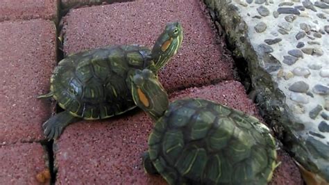 Namun tidak berarti mereka bisa memakan semua makanan yang anda berikan. Kura-kura Brazil / RES(red ear slider) - YouTube