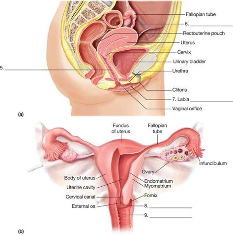 Human body anatomy organ diagram woman, body, people, human png. Female reproductive system diagram
