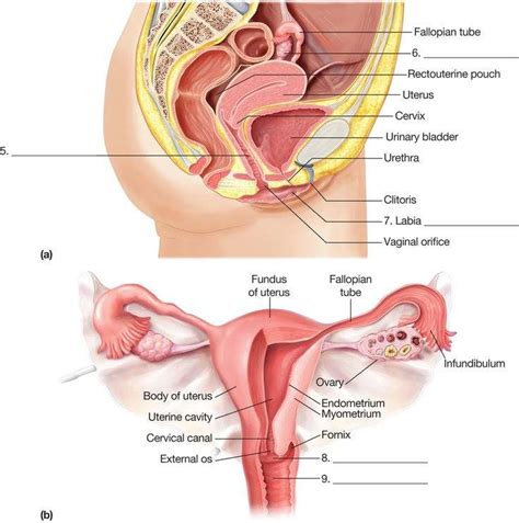 The first is to produce egg cells, and the second is to protect and nourish the offspring until birth. Female reproductive system diagram