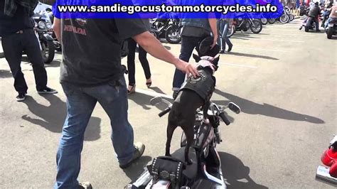 San diego motorcycle training has offered educational motorcycle training classes for beginner and intermediate riders since 1979. San Diego Motorcycle Riding Dog - YouTube