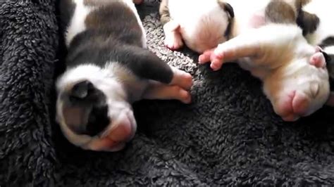 English bulldog puppies and full grown bulldogs have a little trouble maneuvering in the water because of their big heads and tiny backsides. English Bulldog Puppies for SALE- Austin, MN - YouTube