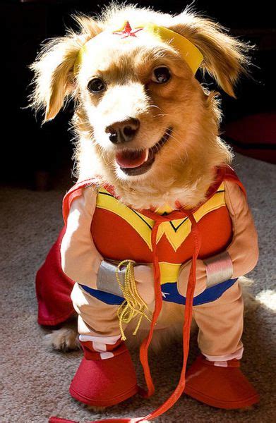 The welsh corgi is a loving and affectionate breed who will be a puppy at heart for its entire life. The Only Cute Corgi Halloween Costume Post (90 pics ...