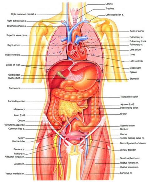 Maybe you would like to learn more about one of these? Women Lower Human Anatomy Female Human Body Diagram Of ...