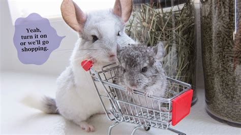 Why Chinchillas are Great Pets | Fun Animals Wiki, Videos ...