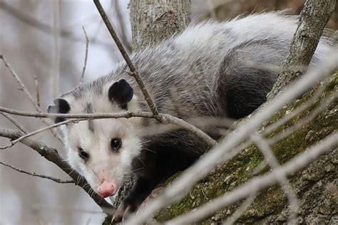 Contact with concolor firs may cause dermatitis in some. Opossum Removal McHenry County, IL | Illinois Wildlife ...