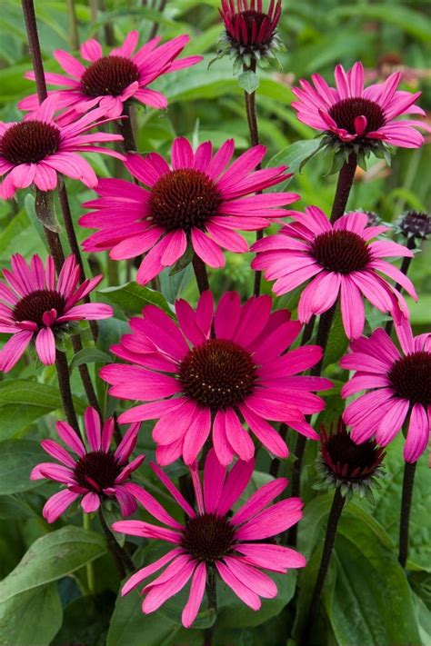 They are romantic and pink flowers can add a delicate or bold touch to your garden based on which colors you use. Learn about types of pink flowers and see pink flower ...