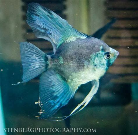 January 8, 2021 palembang, indonesia. Betta Fish Price In Philippines