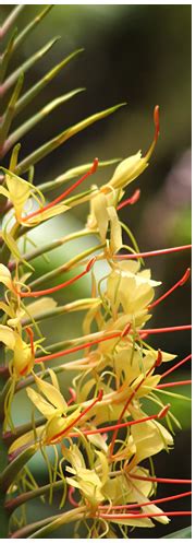 These aerial roots can be trained to climb a support, such as a spaghnum moss pole, or they can be directed into the soil. Giant Split Leaf Phil Plant (philodendron selloum) - Urban ...