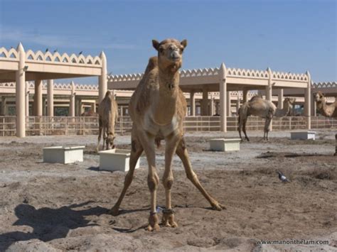 The following examples show how to use org.apache.camel.exchange#getproperty(). Camel Gazing at the Royal Camel Farm Bahrain - Man On The ...