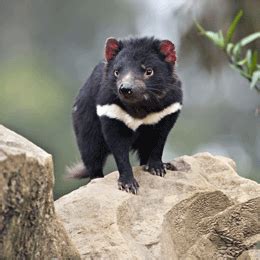 Make your own images with our meme generator or animated gif maker. Tasmanian Devil Gif » Porn Sex Gif Collection